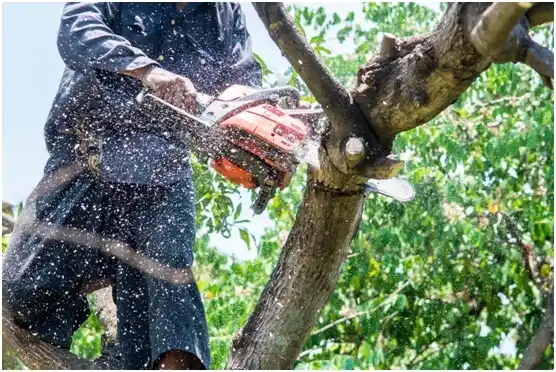 tree services Sterling